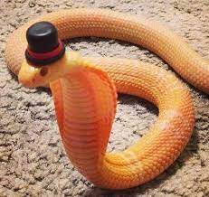 Snake Owners Create Bespoke Hats For Their Slithery Pets In New Instagram Trend The Sun Snakes With Hats Pet Snake Cute Reptiles