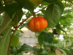 Image result for Eugenia aschersoniana