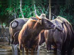 Arignar Anna Zoological Park Zoo In Chennai Times Of India Travel
