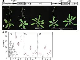 We're family owned and operated, and. Florigen Family Chromatin Recruitment Competition And Target Genes Biorxiv