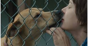 Wendy and Lucy (2008) Streaming: Watch & Stream Online via Peacock