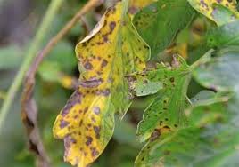 Image result for tomato seedling early blight