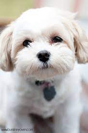 Check spelling or type a new query. 110 Best Teddy Bear Zuchon Puppies Dogs Bichon Shih Tzu Mix Ideas Puppies Bichon Shih Tzu Mix Shih Tzu