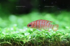 (熱帯魚)スカーレットジェム（約1.5cm）（4匹）【水槽/熱帯魚/観賞魚/飼育】【生体】【通販/販売】【アクアリウム/あくありうむ】 1,650 円 +送料840円 16ポイント(1倍) ã‚¹ã‚«ãƒ¼ãƒ¬ãƒƒãƒˆã‚¸ã‚§ãƒ  10206001568 ã®å†™çœŸç´ æ ã‚¤ãƒ©ã‚¹ãƒˆç´ æ ã‚¢ãƒžãƒŠã‚¤ãƒ¡ãƒ¼ã‚¸ã‚º