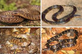 Image result for Atractus multicinctus