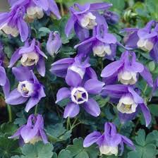 Image result for Aquilegia flabellata ministar