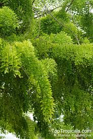 Image result for Dalbergia