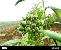 Image result for Tarenna pavettoides