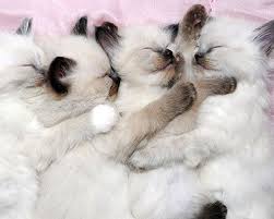 21 facts you didn t know about your cat cats group of cats baby cats