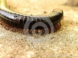 Black And Yellow Millipede A Close Up View Of A Black Millipede Showing Legs And Segments Stock Images Free Black Millipede