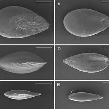 Image result for Heteranthoecia  guineensis