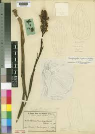 Image result for Brachycorythis angolensis