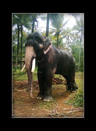 Mangalamkunnu karnan has won gajapattam including. Gajarajan Mangalamkunnu Karnan Home Facebook