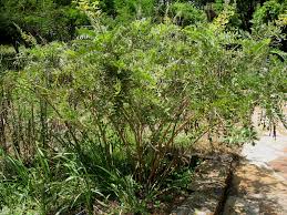 Image result for Sophora tomentosa