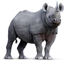 Design, model, present, analyze, realize. Rhino Facts For Kids Where Do Rhinos Live Dk Find Out