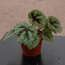 Image result for Begonia meyeri-johannis