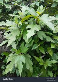 Image result for Ficus exasperata
