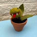 Needle Felted Carnivorous Plant for Teens