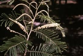 Image result for Acacia polyacantha