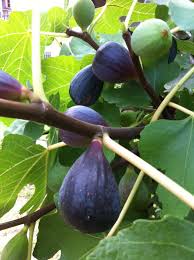 fig tree ile ilgili görsel sonucu