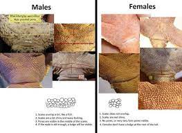 Untuk bumbu gecok lompong:cabe rawit, bawang merah, bawang putih, ken… pore sexing male crested geckos. Sexing Crested Geckos Crested Gecko Care Lepord Gecko Crested Gecko Habitat