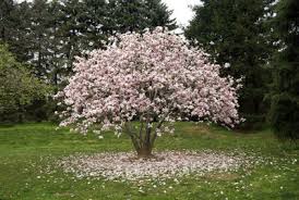 Informations about plants (mature hight, colour Tree Of The Month Saucer Magnolia Tree Cherokee Tree Care
