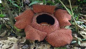 Nah, untuk dapat menjaga, tentu kita pun harus mengenalinya. Rafflesia Bunga Asli Indonesia
