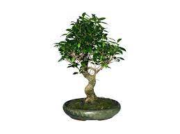 In fact, the term bonsai literally means planted in a container in japanese. Ficus Bonsai Tree Indoor Dubai Garden Centre Evergreen Plants Dubai Garden Centre