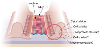 The filtration apparatus of the kidney glomerulus is composed of three distinct components: It S Not All About Nephrin Kidney International