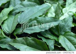 Image result for Tiliacora