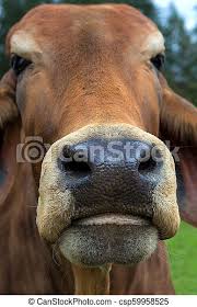 Watch this page for our updates on cattle for sale. Brahman Cattle Closeup Portrait Brahman Cattle Mouth And Nostril Closeup Macro Portrait Canstock