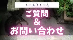 第037回 アメリカ旅行 税関申告書で食物を持ち込んでいるで はい にチェックをしてみた English First Step For 18 18歳からの英会話コミュニケーション学習方法