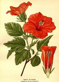 Shoe Flower Hibiscus Rosa Sinensis Victorian Botanical Illustration Reproduction Botanical Drawings Hibiscus Drawing Botanical Illustration