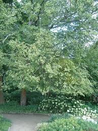These are carefully grown to produce sturdy. Ostrya Virginiana American Hop Hornbeam Eastern Hop Hornbeam Hop Hornbeam Hop Horn Beam Ironwood Leverwood Wooly Hop Hornbeam North Carolina Extension Gardener Plant Toolbox