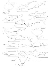 Dichotomous key worksheet answers key. Https Www Frontiercsd Org Cms Lib Ny19000265 Centricity Domain 96 Classifying Sharks Using A Dichotomous Key Pdf