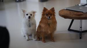 Explore other popular pets near you from over 7 million businesses with over 142 million reviews and opinions from yelpers. Pet Sitting And Dog Boarding Our House Pet Sitting Dog Boardi