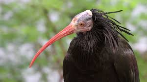 35 resultaten voor 'rode ibis'. Ontdek Alle Dieren Planten En Bomen In Dierentuin Artis
