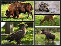Polskie symbole narodowe) are the tangible and intangible symbols, emblems or images that are found in poland to represent the country's unique customs. Top 10 Wild Animals In Poland An Extraordinary List Chido Fajny
