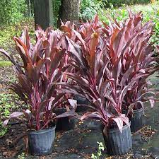 There are lots of varieties, some of which can grow to 8 meters tall. Ti Plant Red Sister Cordyline Tampa Fl Gardening Supplies
