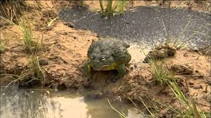 As they age they may, like other amphibians, be subject to diseases such as chytridiomycosis, which attacks the skin, and other diseases caused by ranaviruses. Earthsky World S Best Dads Bullfrog Protects Tadpoles