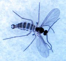 These tiny gnats can appear in large numbers in or around buildings. Bounce Dryer Sheets For Fungus Gnat Control More Than Household Items Msu Extension
