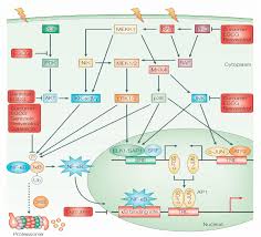 Recent advance of herbal medicines in cancer- a molecular approach