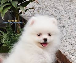 Spitz Nain Blanc Jack