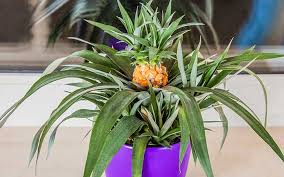 Put the glass in a warm place out of direct sunlight. How To Grow Pineapples As Houseplants Today S Homeowner