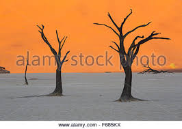 With time , camel thorn trees started growing in these marshes. Desiccated Camel Thorn Trees In Deadvlei At Sunrise Namibia Africa Stock Photo Alamy