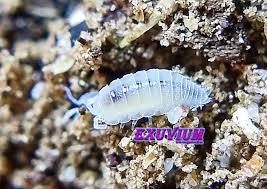 Image result for Isoberlinia tomentosa