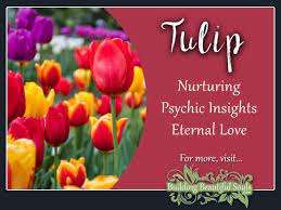 #i just love him #so much #my love for him could fuel the enterprise #and all of the starships in the fleet #for eternity. Tulip Meaning Symbolism Flower Meanings Symbolism