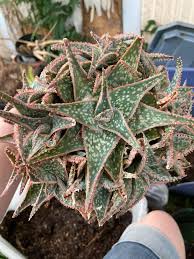Image result for Aloe zebrina