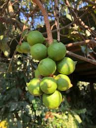 Image result for Macadamia tetraphylla