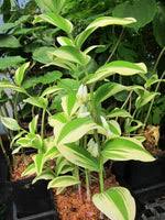 Image result for Ophrypetalum odoratum